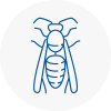 Forfar Wasp Nest Removal
